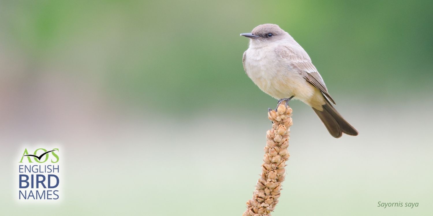 Climate Influence On Landbirds